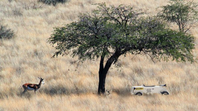 Was unsere Hot Rods und afrikanische Springböcke vereint